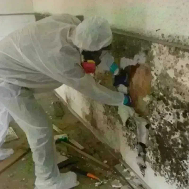 Mold Remediation and Removal in Woodstock, IL